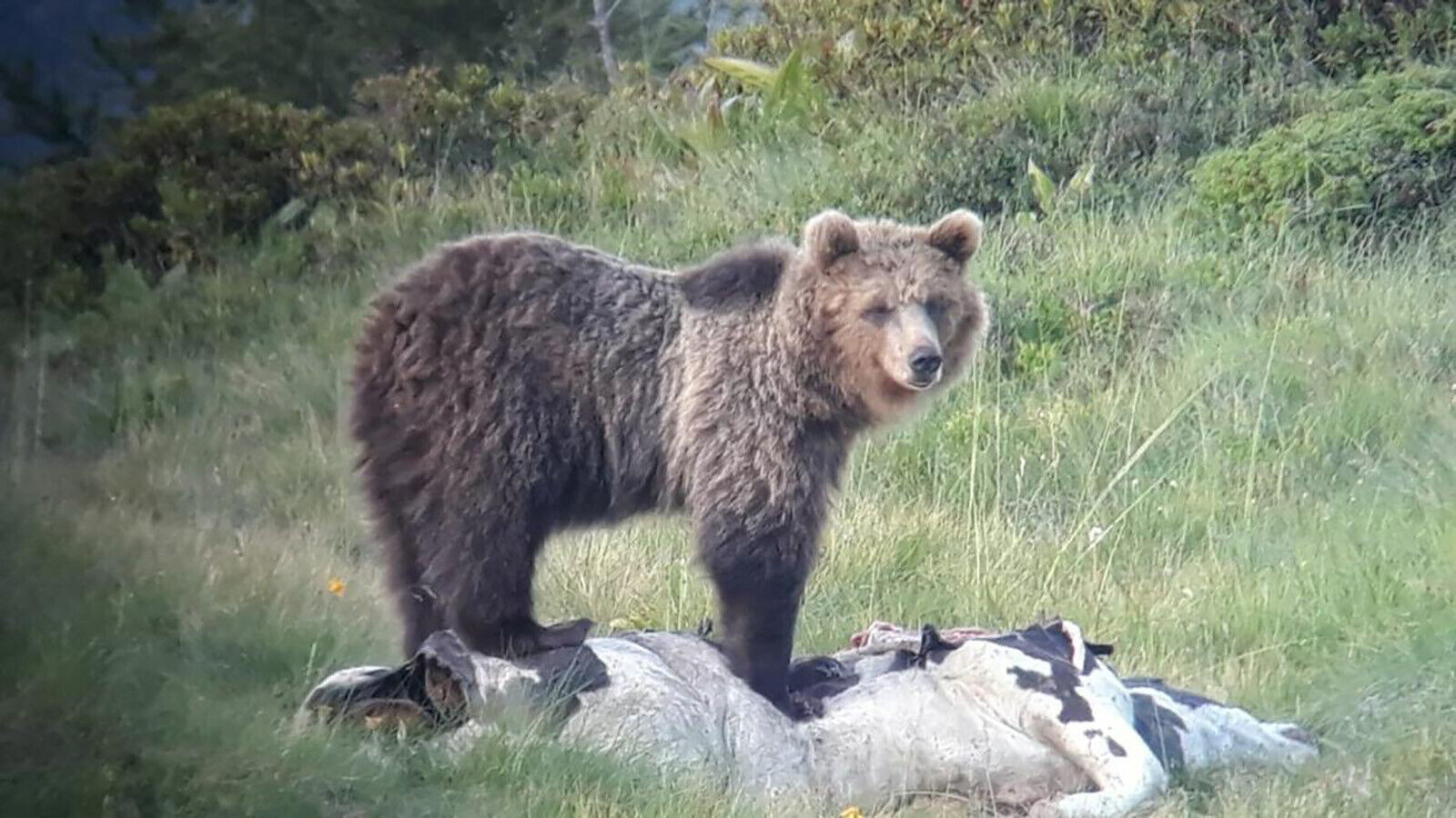 Italy's serial escape artist bear Papillon recaptured after 42 days on the run
